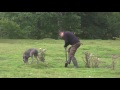 Reynolds rabbit control Ferreting with Brandon Tomo &Vin Part 1