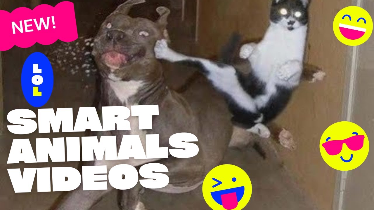 Clever animals doing imposible things. Amazing skills smart nature video