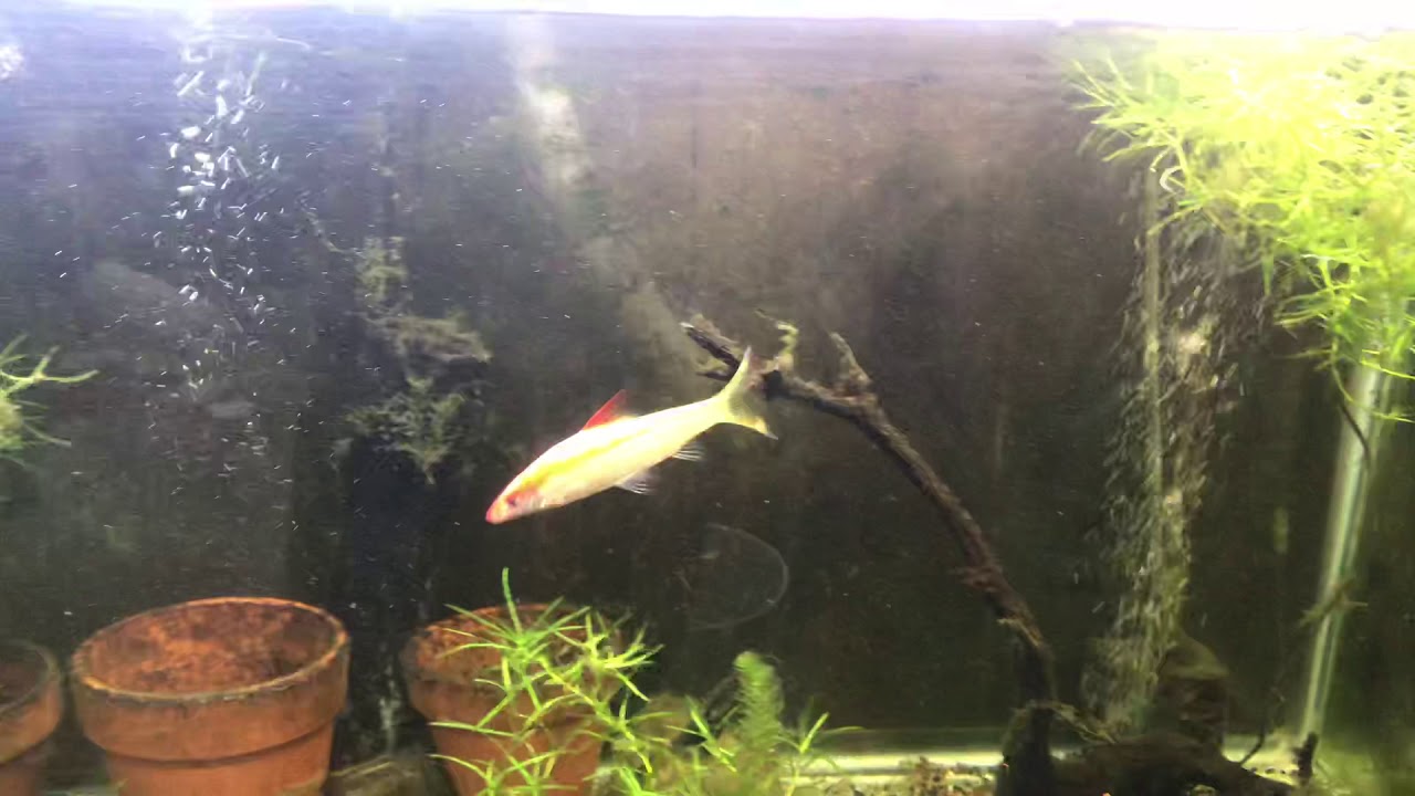 Gold Denison Barb Youtube