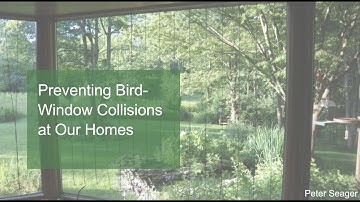 Preventing Bird Window Collisions at Our Homes
