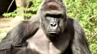 Harambe Tribute Song (Ear Rape)