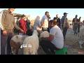 The final hours before Eid Sheep prices drop with no buyers consumers are holding off and tr  mp3