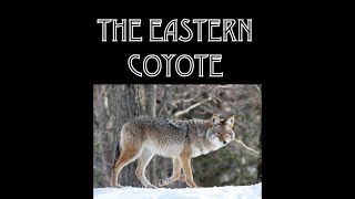 Living with Eastern Coyotes: The Incredible Story of our Newest Wild Neighbors