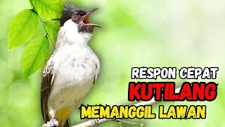 Suara Burung Kutilang Gacor Memanggil Lawan Agar Bunyi