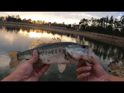 Popper bass fishing!