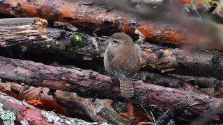 Střízlík obecný – Troglodytes troglodytes – Eurasian Wren