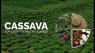 Top cash crops of Uganda (Cassava)