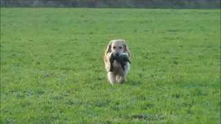 Jachttraining - De Sleep