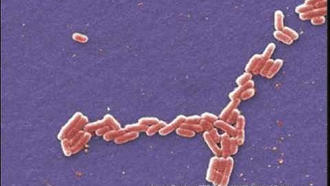 WSO Water Distribution Grades 1 & 2: Water Sampling - Coliform, Ch. 18