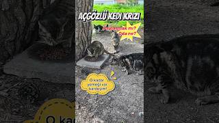 Açgözlü Kedi Krizi