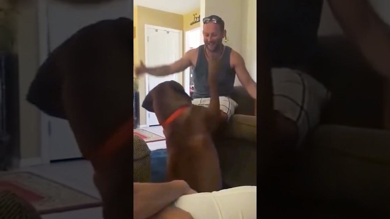 dest funny animals compilation attack on penis 