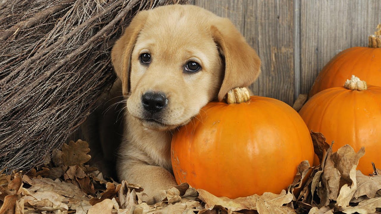 Imagini Dragute De Halloween Poze Superbe Cu Dovlecei Citeste