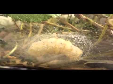 Silkworm Life Cycle (Silent Video)