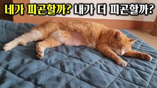 3일만에 집에 돌아온 고양이가 집사에게 그리움을 표현하는 방법