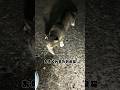 飛び出た魚を秒で持ってく野良猫 #shorts #cat #猫