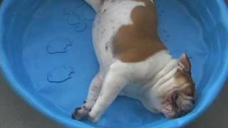 bulldog in water