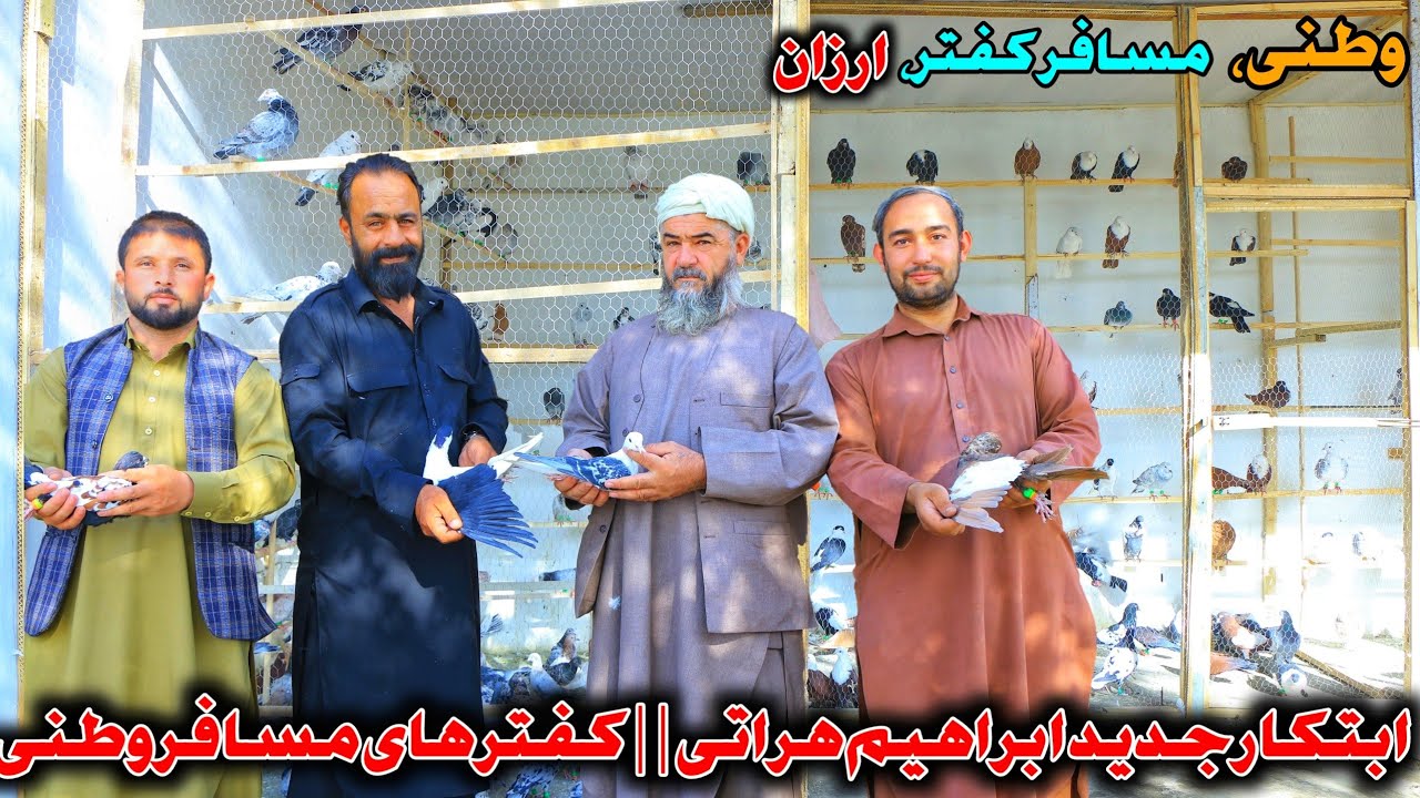 ابتکار جدید ابراهیم هراتی || نظر خلیفه احمد کفتر شناس راجع به کفتر های پرشی || wazha Maihan 