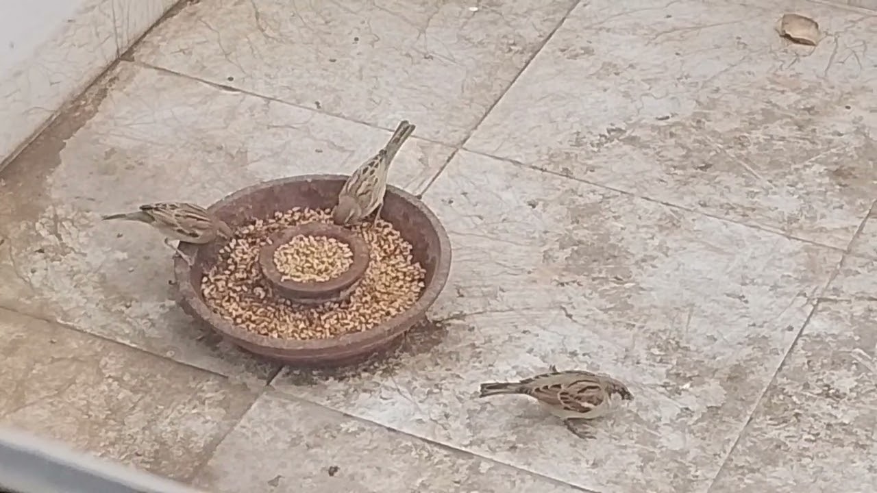 Beautiful Birds Feeding with Calm and Peaceful Animal Sounds