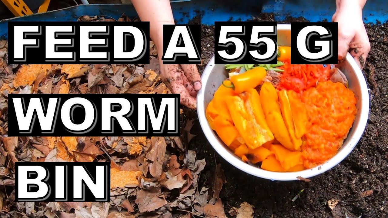 Epic 55 gallon WORM BIN- Massive Harvest and Feed