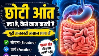 छोटी आंत क्या है? | Structure & Function of Small Intestine in Hindi | Digestive System