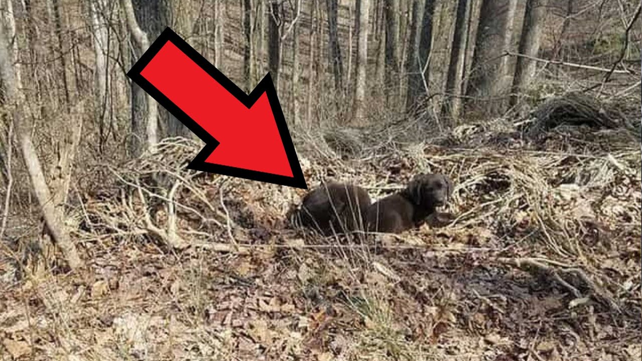 Бегун замер, услышав странный шум в лесу. Затем он обнаружил чёрную ...