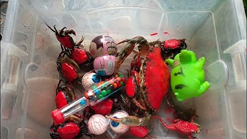 Binbotv bắt các con vật nhuộm màu trên sân cua đỏ,con cua, con ốc, ốc sên,con cá - part 17