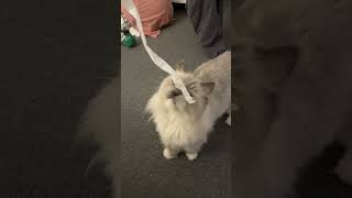 A Cat's Brain: Pure Chaos, Then Cuddles! #CatLogic #PetAntics #FunnyCats
