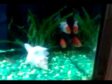 My goldfish and tropical fish - YouTube