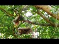 OMG!Breakheart big monkey falls down from very high tree, Attack big monkey fall down from tree