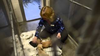 Dealing With Cats & Dogs