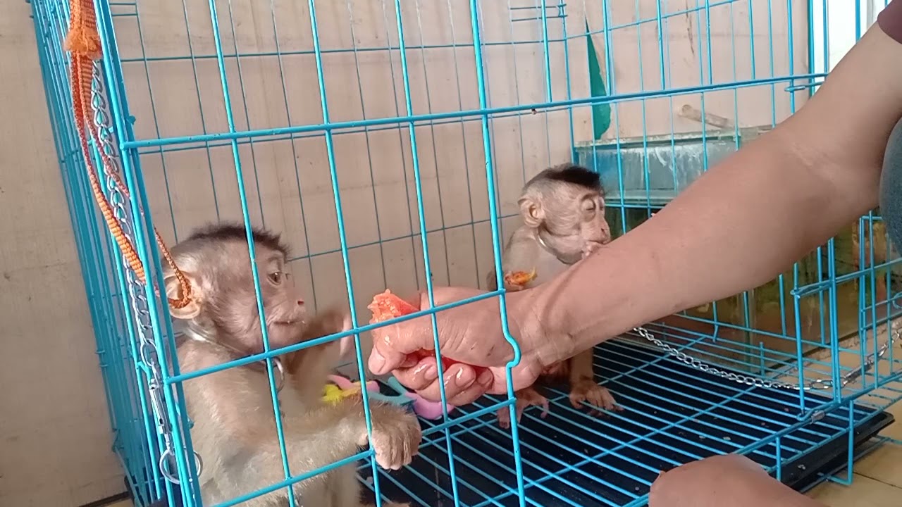 cara menjinakkan monyet beruk hari ke 5