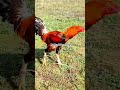 rythu farms brand... #chicken #rooster #popular #aseelmurga #rythufarms