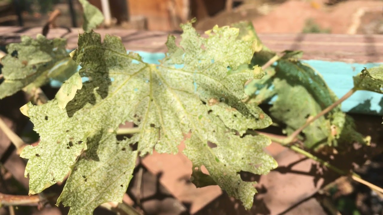 Grapeleaf Skeletonizer, THAT'S what's eating away at the grape vine