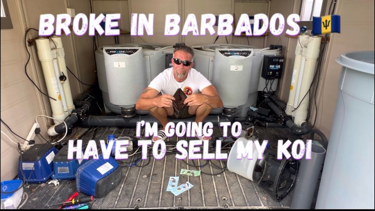 Разорился на Барбадосе 🇧🇧, пришлось продать карпов кои 😩
