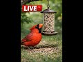 Bird Feeder Cam - Oklahoma