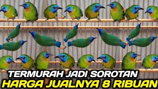 READY STOCK ! CUCAK IJO JEMBER, CUCAK KINOY, SAMYONG, SRDC ANAKAN, PERKUTUT CUMA MULAI 8 RIBUAN