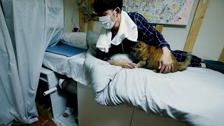 【ホラー】知らないおじさんがベッドの下にいた時の猫の反応がこちら
