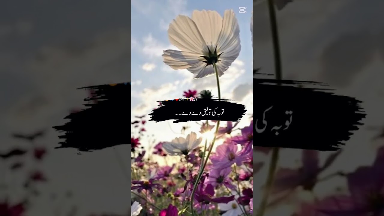 MashAlllah ❤❤❤🥰🥰🥰 