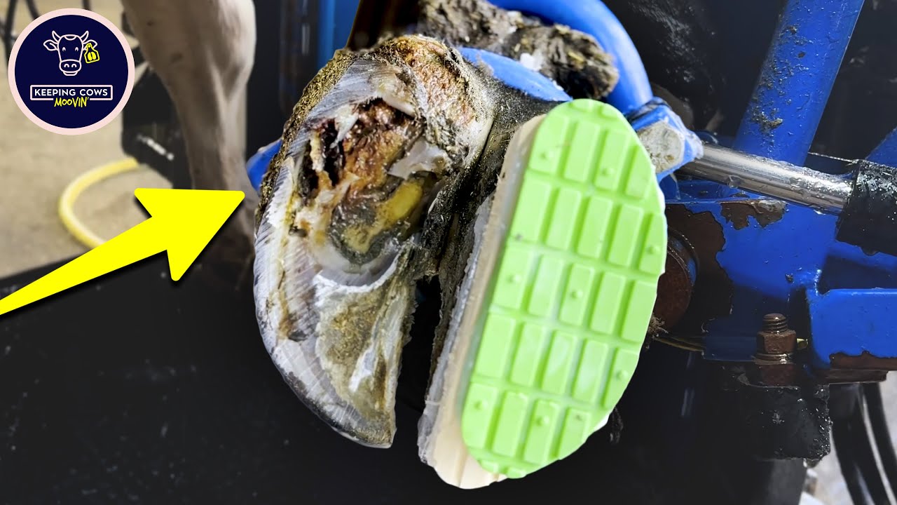 Это одно из ХУДШИХ коровьих копыт, которые я КОГДА-ЛИБО лечил!!