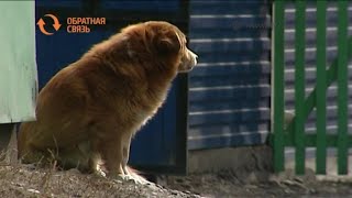 Куда можно обратиться по поводу бродячих собак в Черногорске? Куда можно обратиться по поводу бродячих собак в Черногорске?