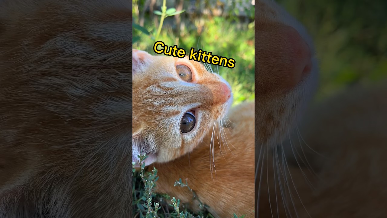 Kittens taking a nap  