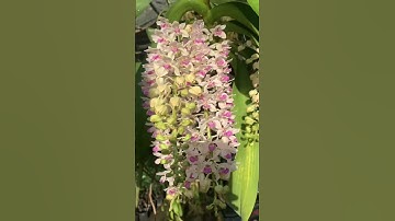 Vẻ đẹp hoa Lan Ngọc điểm ngày mùng 3 Tết #lanngocdiem #ngocdiem #tet2023