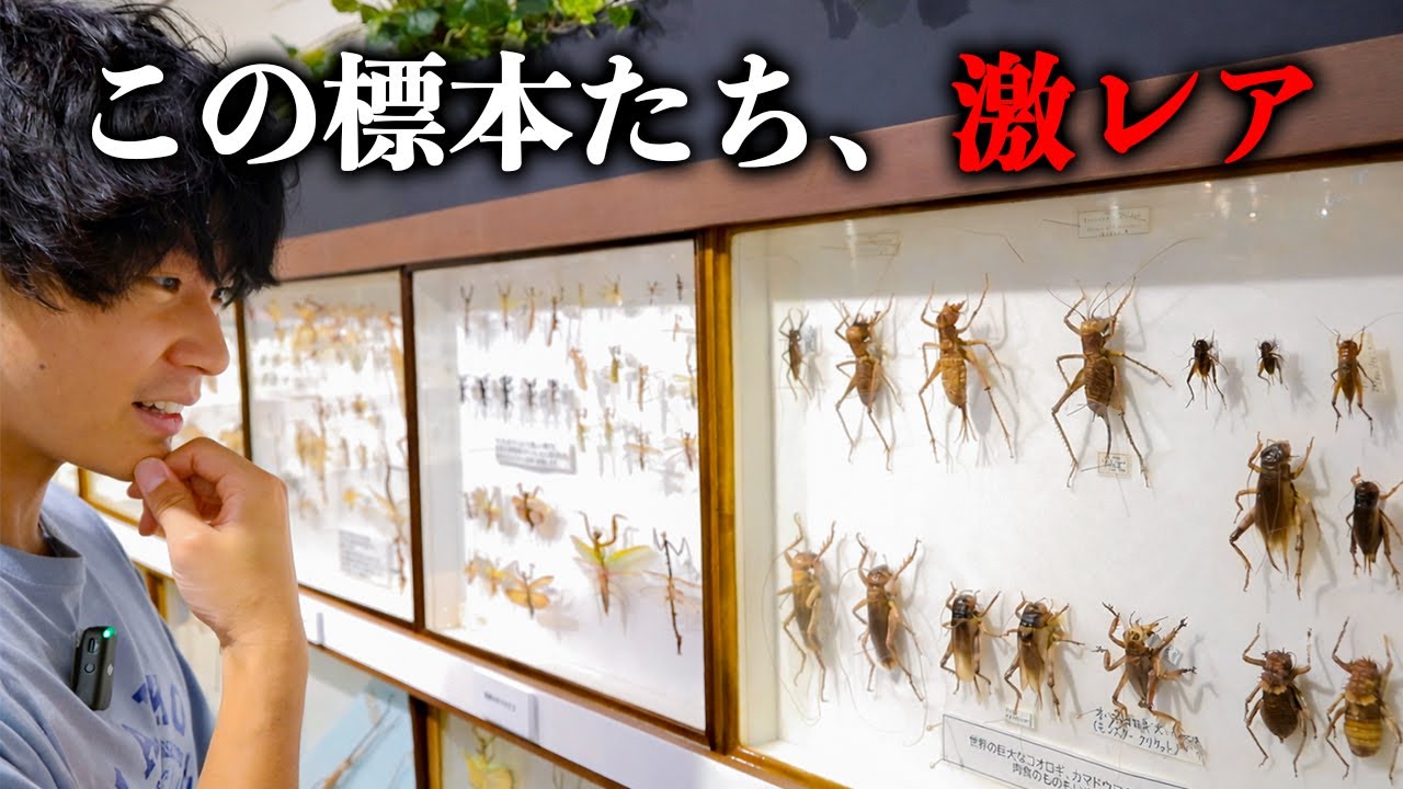 【激レア】貴重すぎる標本が大量に並ぶ昆虫展がエグすぎる