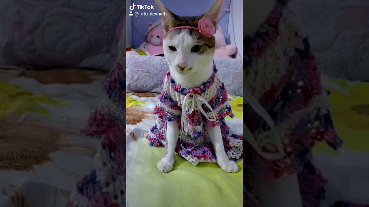 Cat Comedy video YouTube