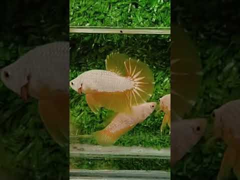 Video ????Betta Rồng Vàng????Đồng Giá 100k/Cặp, Mua 2 Cặp Tặng... - youtube