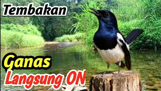 ​Deep Forest River Therapy: Masteran Kacer Gacor Alami Suara Alam Liar