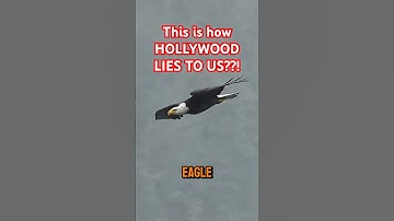 What Eagle Roars Really Sound Like vs Movies