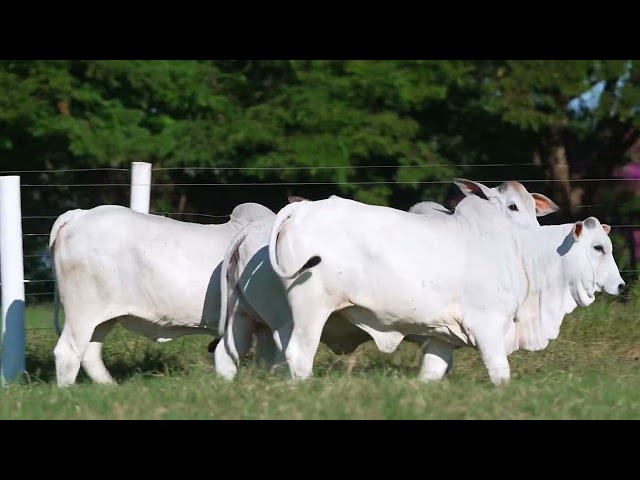 Lote ASP01 - Nova Geração