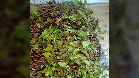 #Tầm Gửi Cây Gạo Tía: 0965 195 287 (ZaLo)