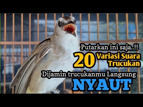 20 Jenis suara trucukan ini AMPUH  buat pancingan \u0026 masteran semua jenis burung trucukan agar GACOR 